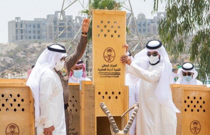 لأول مرة في الباحة.. إطلاق 20 وعلًا جبليًّا مهددة بالانقراض في بلجرشي