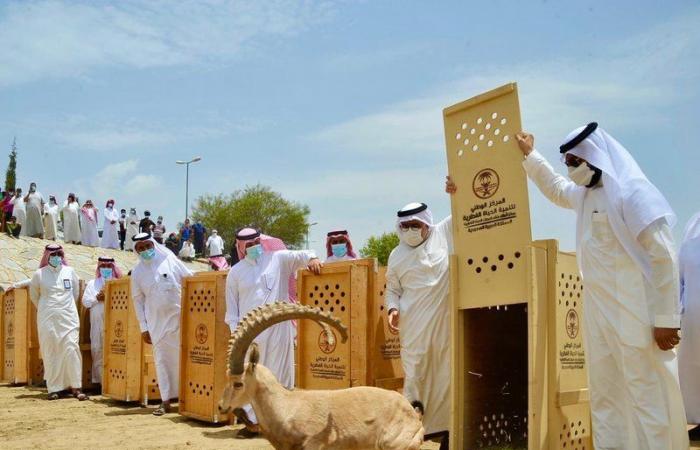 لأول مرة في الباحة.. إطلاق 20 وعلًا جبليًّا مهددة بالانقراض في بلجرشي