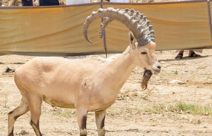 لأول مرة في الباحة.. إطلاق 20 وعلًا جبليًّا مهددة بالانقراض في بلجرشي