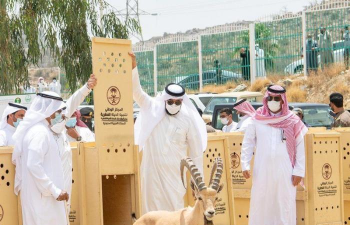 لأول مرة في الباحة.. إطلاق 20 وعلًا جبليًّا مهددة بالانقراض في بلجرشي