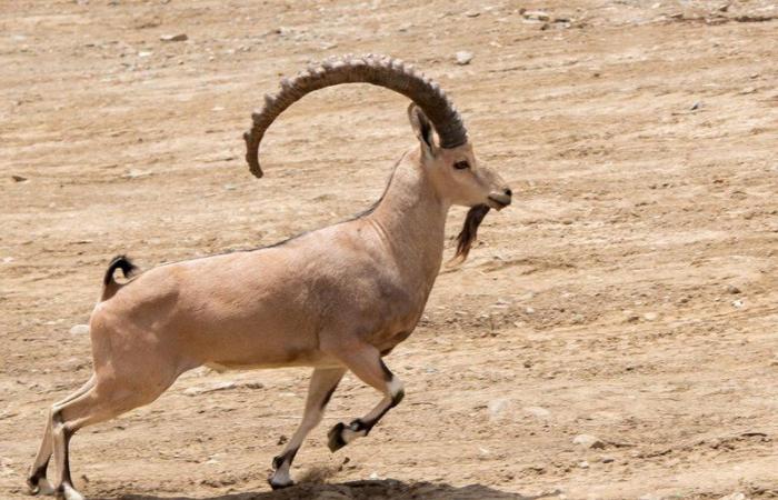 لأول مرة في الباحة.. إطلاق 20 وعلًا جبليًّا مهددة بالانقراض في بلجرشي