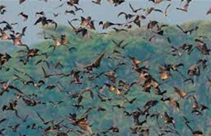 الخفافيش بريئة من نقل كورونا .. دراسة عن مصدر الوباء العالمي