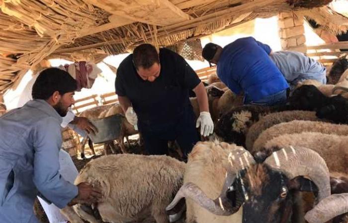 «التناسليات الحيوانية»: قافلة بيطرية مجانية في محافظة مطروح