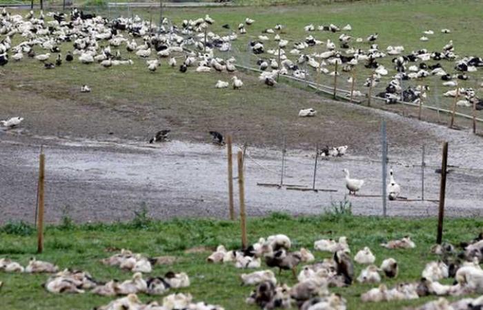 إنفلونزا الطيور تنتشر في دولة أفريقية