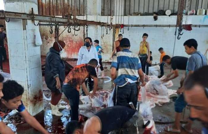«بيطري الإسكندرية»: ذبح 743 رأس بالمجان للمواطنين بأول أيام العيد