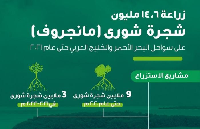 "الوطني لتنمية الغطاء النباتي": اكتمال زراعة 14 مليون شجرة على سواحل البحر الأحمر والخليج العربي