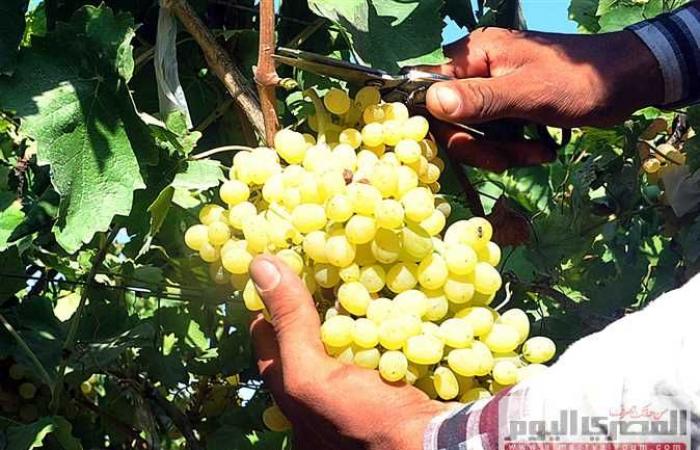 نقيب الفلاحين : العنب يحتل المركز الثاني في صادرات مصر من الفاكهة بعد الموالح