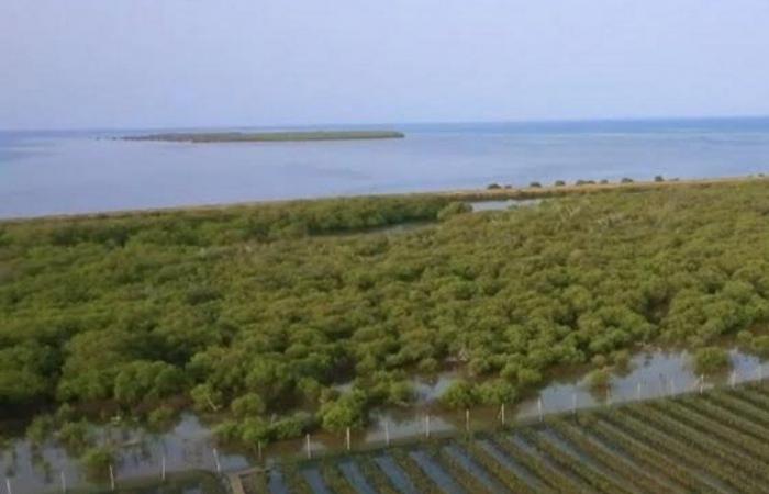 "الوطني لتنمية الغطاء النباتي" يطلق مشروع إنتاج وزراعة المانجروف بالقنفذة