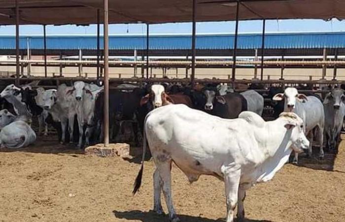 تحصين أكثر من 37 ألف رأس ماشية ضد الحمى القلاعية والوادي المتصدع ببني سويف