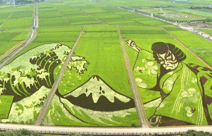 فيديو حقول الجمال.. مزارع الأرز باليابان أصبحت لوحات فنية