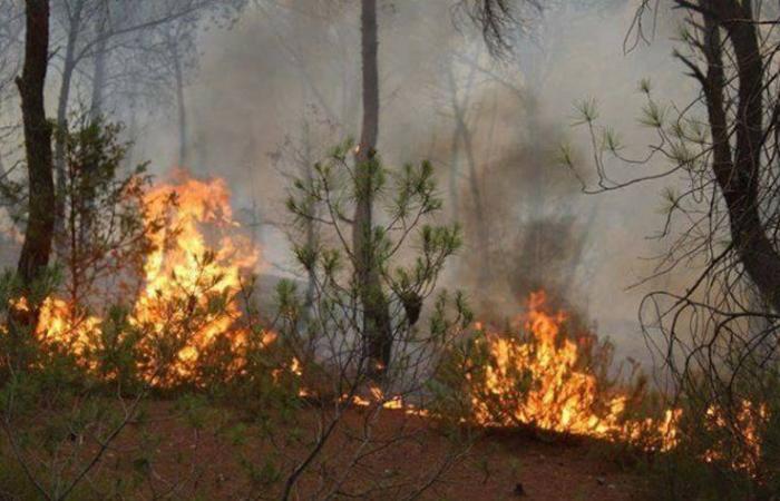 اندلاع حريق كبير في غابة الناظور ببنزرت شمال تونس