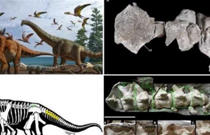عاشت قبل 130 مليون سنة.. علماء يكتشفون نوعين جديدين من الديناصورات
