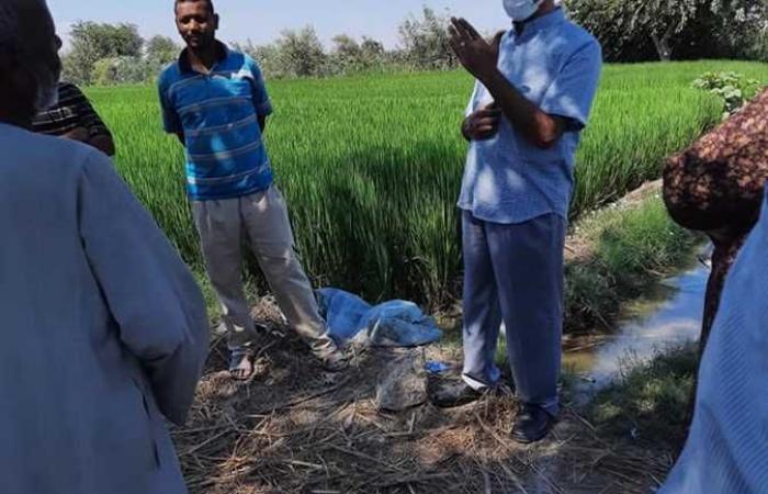 «زراعة الإسكندرية»: قافلة إرشادية لتوعية مزارعي العامرية لمكافحة حشائش الذرة والأرز
