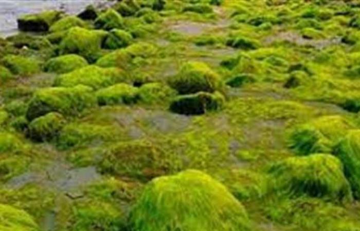 «تأثير الطحالب الضارة على البيئة البحرية».. ورشة عمل بـ«القومي لعلوم البحار» بالإسكندرية