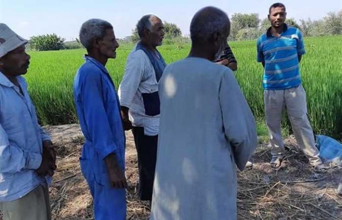 «زراعة الإسكندرية»: قافلة إرشادية لتوعية مزارعي العامرية لمكافحة حشائش الذرة والأرز