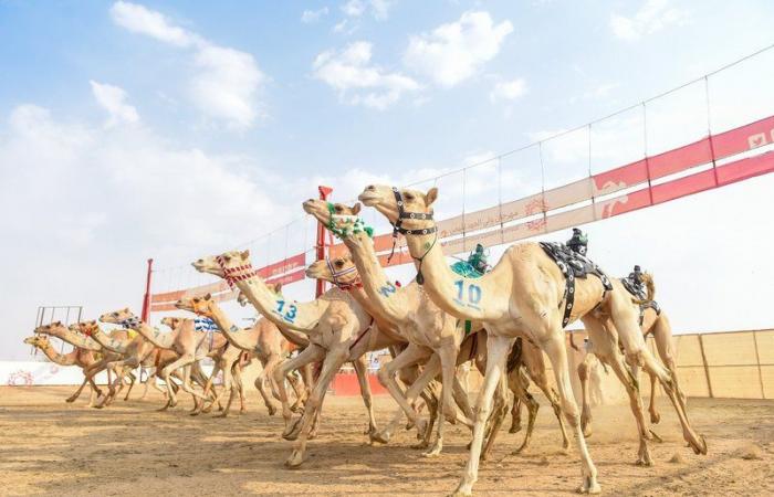 10 أعوام.. عمر المطايا في ميادين الهجن