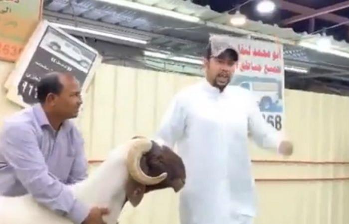 فيديو.. مزاد علني لبيع خروف بقيمة 200 ألف دولار بالكويت