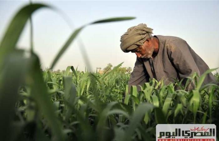 نقيب الفلاحين : اغلب المشاكل التي كانت تواجه الفلاحين تم التغلب عليهآ