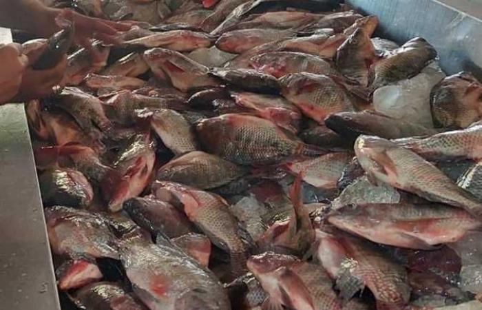 ضبط وإعدام لحوم وأسماك ومواد غذائية غير صالحة للاستهلاك خلال حملات تفتيشية بالمنوفية