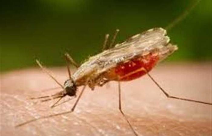 منظمة الصحة العالمية توصي بإعطاء أول لقاح للملاريا للأطفال على نطاق واسع