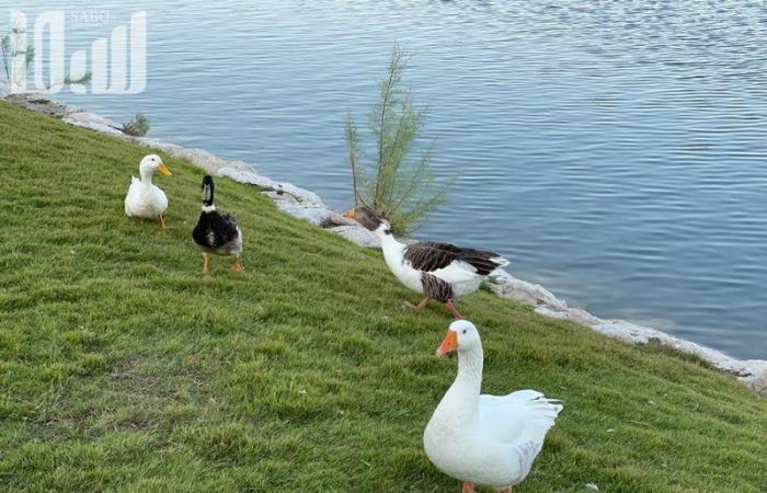 بالصور .. ماذا تعرف عن "بحيرة البط والأوز" بكورنيش الخبر؟