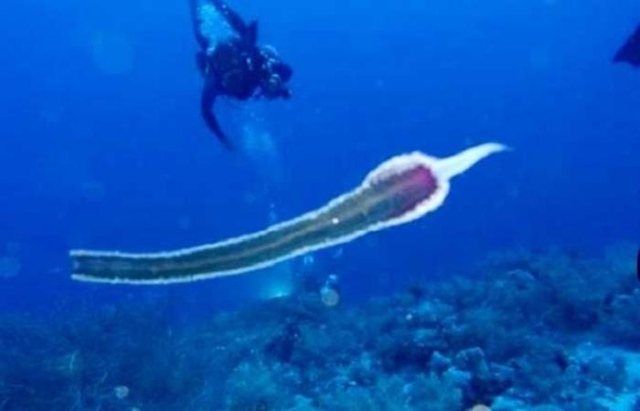 مدير معهد علوم البحار: ٩٥ % من كائنات أعماق البحر الأحمر لا يُعلم عنها شيئًا