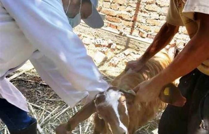 «الخدمات البيطرية»: علاج أكثر من 191 ألف رأس ماشية و122 ألف طائر بالمحافظات