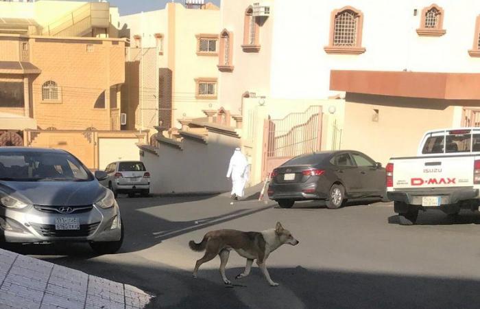 الثعابين وصلت البيوت.. شاهد "بصرة أبها" بين خفافيش وكلاب ومجهولين!