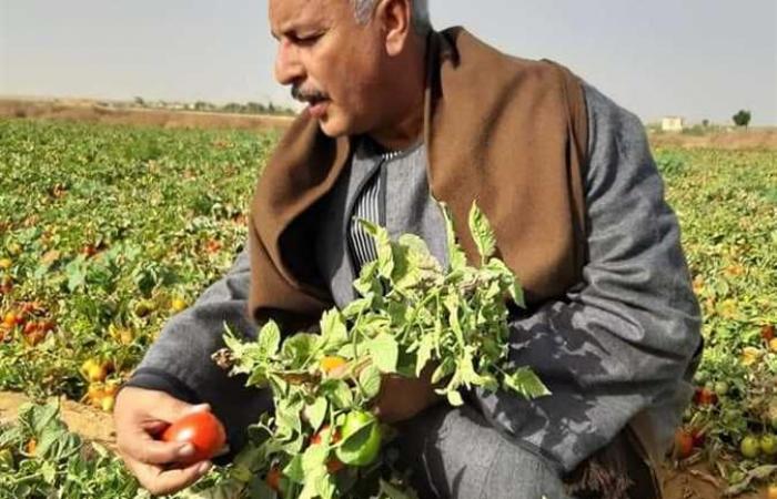 نقيب الفلاحين يقدم روشتة لحماية مزارعو الطماطم والبطاطس من تقلبات الأسعار