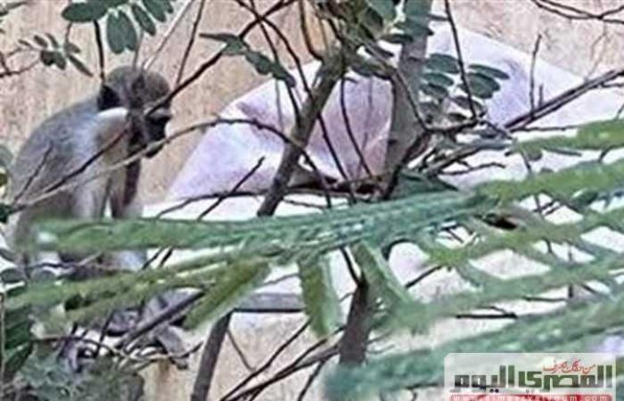 فصل جديد من قصة هروب نسانيس حدائق الأهرام.. كواليس الإمساك بأحدها بعد 65 يومًا (فيديو)
