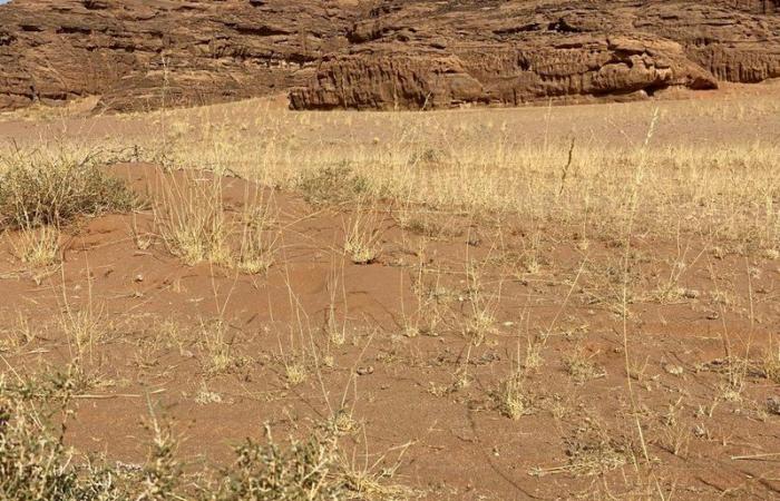 فريدة من نوعها.. "سبق" تتجول في "محمية شرعان" وتوثق التناغم البيئي للطبيعة.. صور