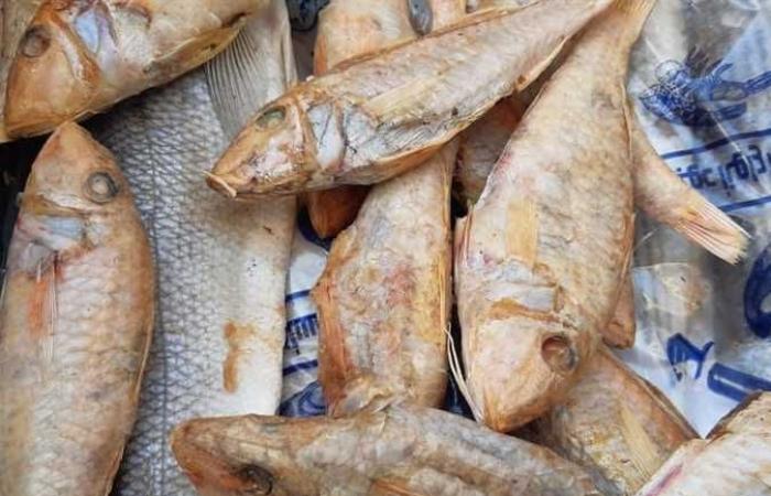 التحفظ أسماك مجهولة قبل ترويجها بأسواق الإسكندرية