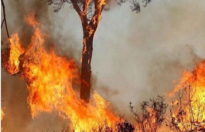 نيران تلتهم مساحات شاسعة بلبنان.. ومغردون: حرقوا البلد