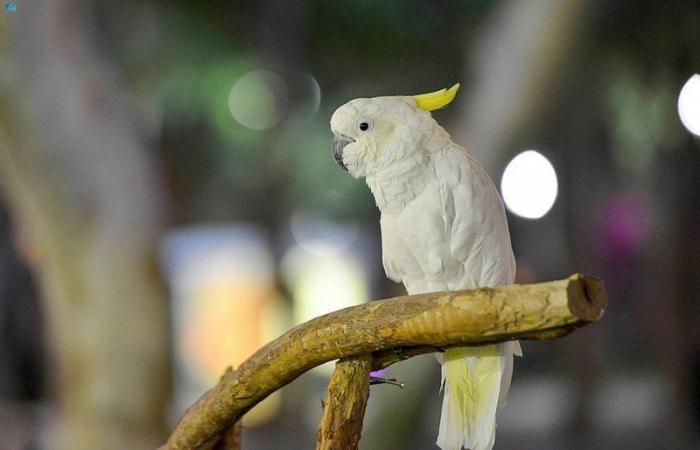 40 طيرًا من فصائل مختلفة.. أنواع نادرة تستعرضها حديقة الطيور في موسم الرياض