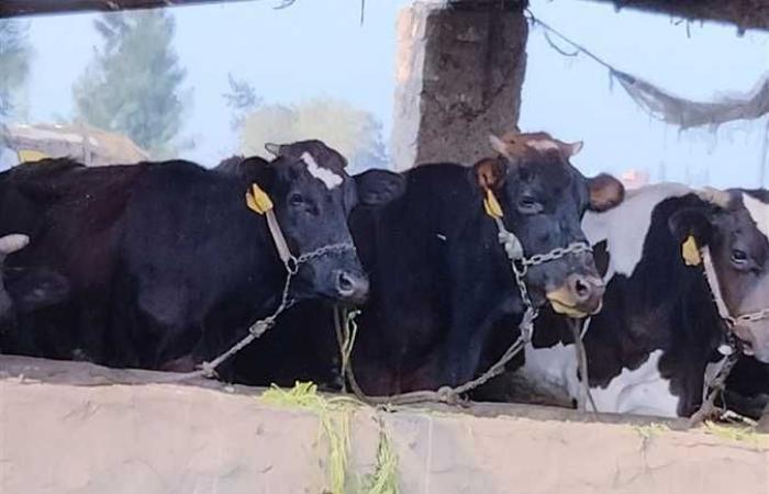 تحصين أكثر من 80 ألف ماشية في كفر الشيخ ضد القلاعية والوادي المتصدع