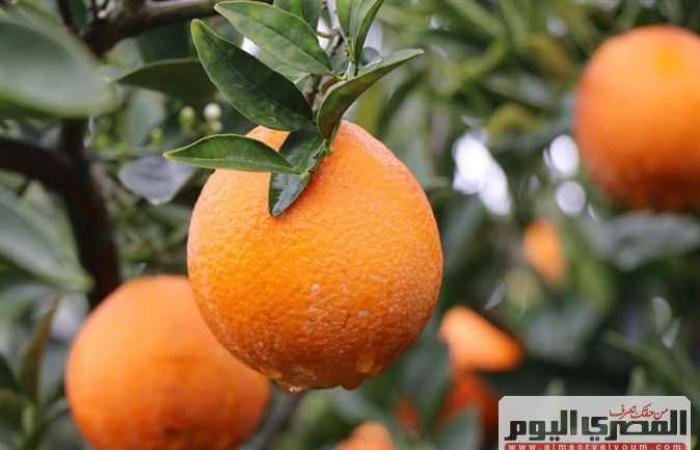 انخفاض أسعار البرتقال البلدي واليوسفي بسوق العبور