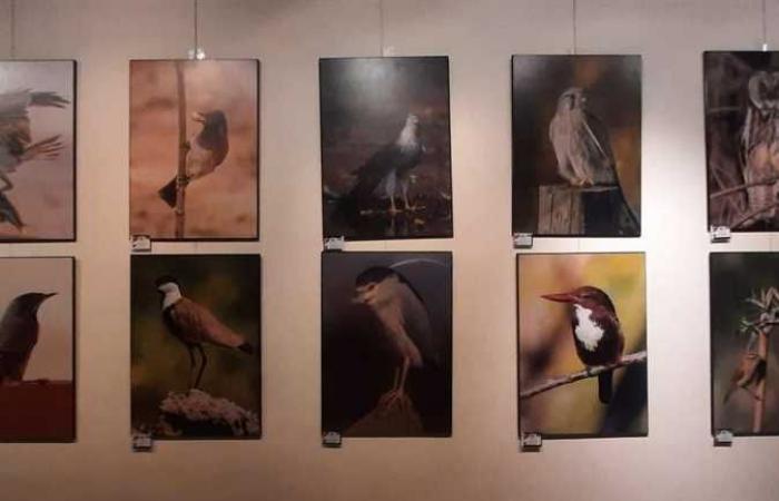 مركز الهناجر يستقبل الدورة الثانية من معرض مصوري الطيور بمصر