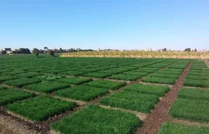 «المحاصيل الحقلية»: تفوق القمح والمحاصيل البقولية في مصر العليا بمحطة بحوث «المطاعنة»