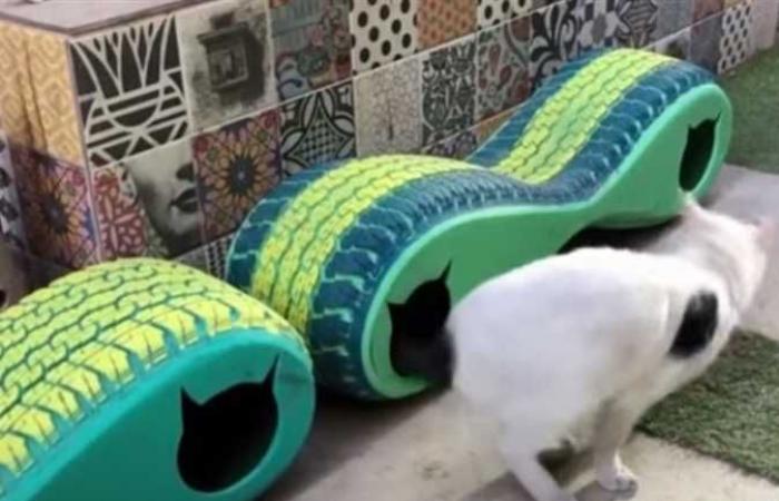 بيوت معزولة حراريًا.. مبادرة لإيواء القطط المشردة وحمايتها من البرد في شوارع القاهرة (فيديو)