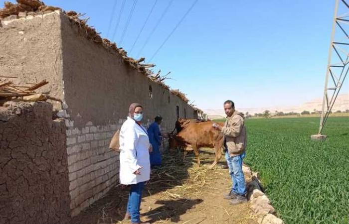 «بيطري الأقصر» يُنفَّذ أعمال تحصين الماشية ضد مرضي الجلد العقدي وجدري الأغنام