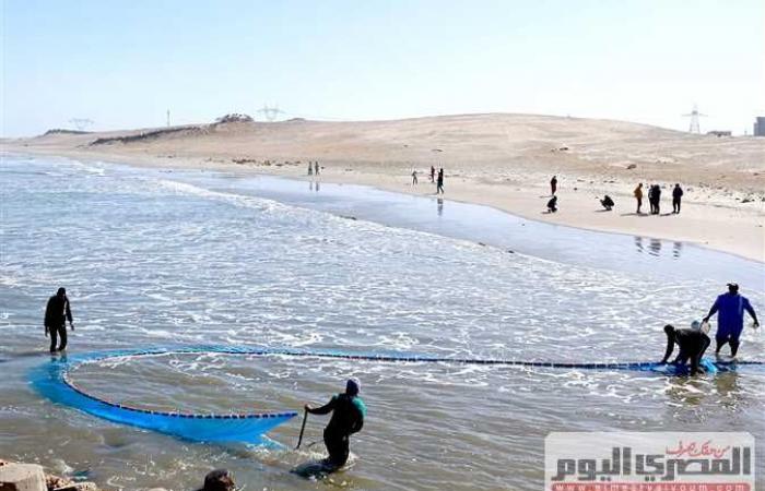 «زريعة» بحيرة البرلس فى خطر