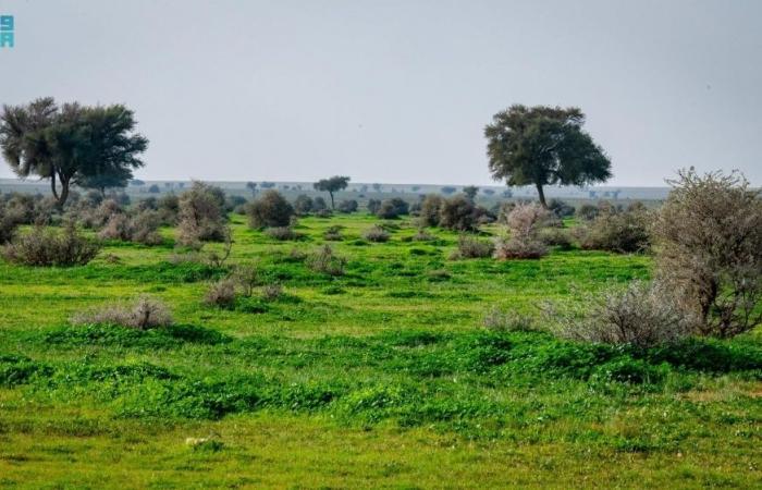 74 كائنا بمحمية الإمام تركي