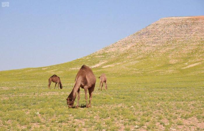 61 مخالفا لنظام البيئة