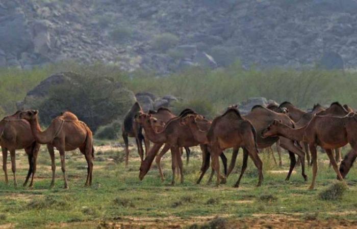 19 مواطنا و4 مقيمين في قبضة الأمن البيئي