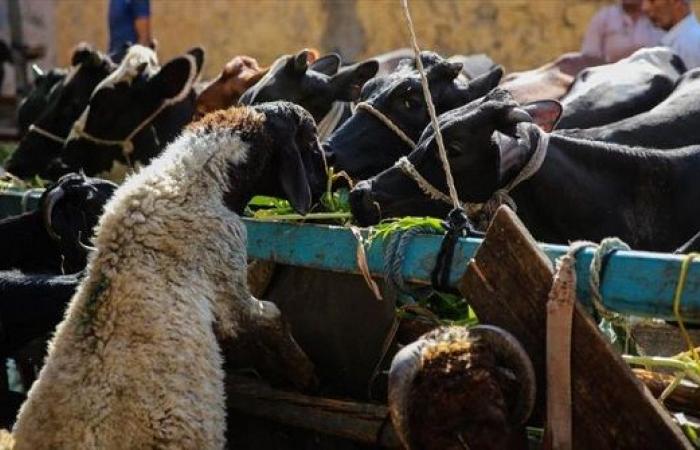 الأردن : توقع ارتفاع أسعار اللحوم في عيد الأضحى