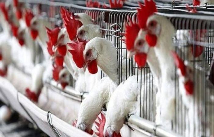 أميركا تحظر واردات الدواجن الأسترالية بسبب إنفلونزا الطيور