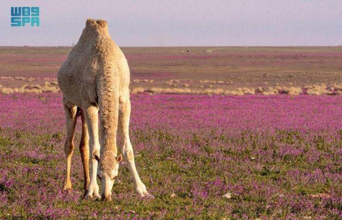 إشعال نار ورعي بالغطاء النباتي