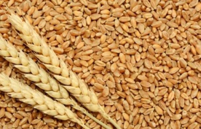 باكستان تفرض حظراً فورياً على واردات القمح وصادرات الدقيق لمواجهة ارتفاع أسعارها