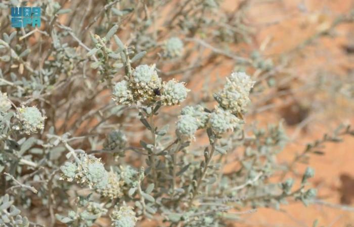 نجران والشمالية بلا مزارع عطرية