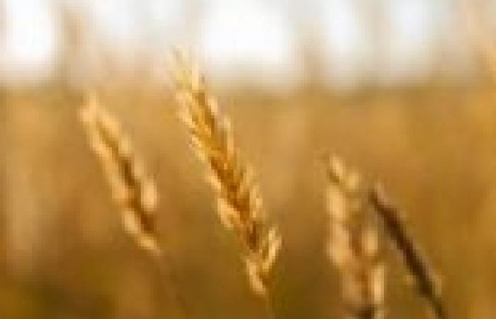 الخارجية تعلن دخول القمح المصري إلى موريتانيا